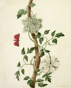 Clematis Florida with Butterfly and Caterpillar